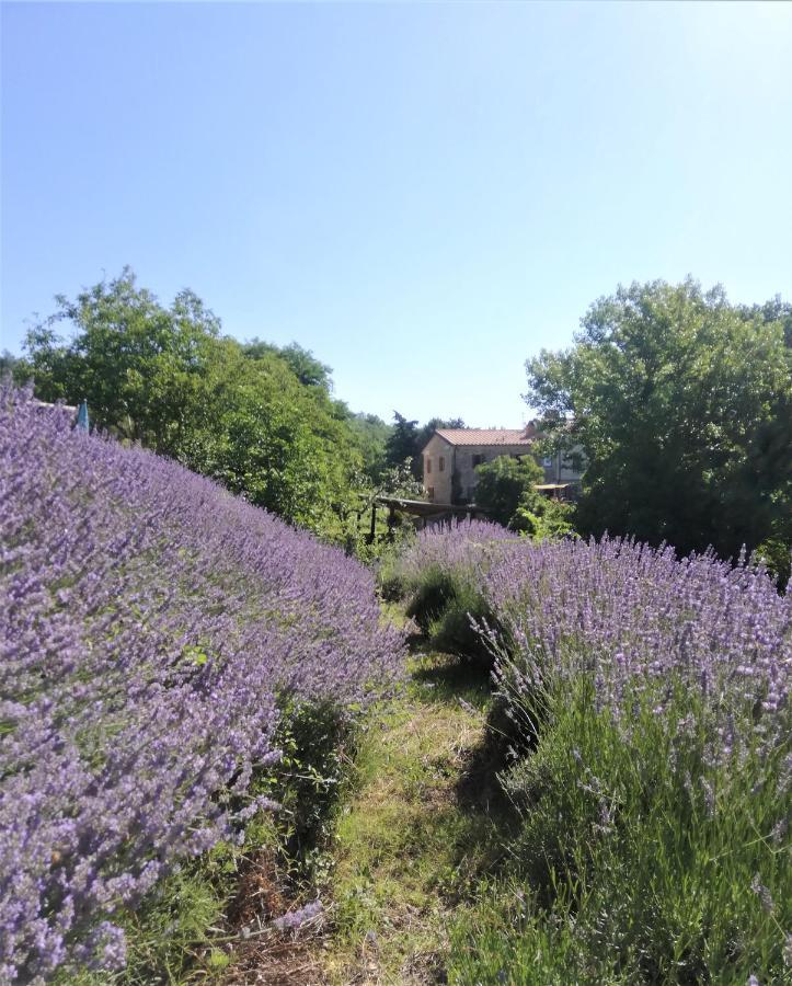Le Ginestre Apartments 아시시 외부 사진